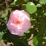 Tourist Complex Rose Village Апарт-готель 3*