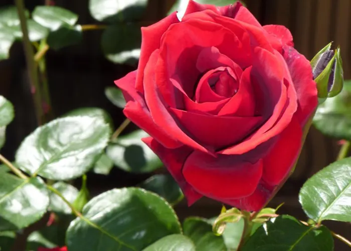 Апарт-готель Tourist Complex Rose Village