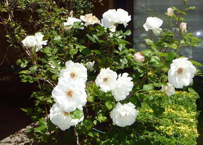 Tourist Complex Rose Village Апарт-готель