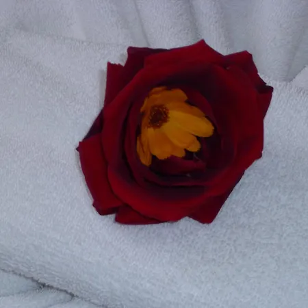 Rose Village Slantschew brjag
