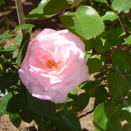 Rose Village Aparthotel 2*