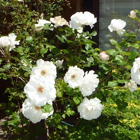 Tourist Complex Rose Village Hotel de apartamente