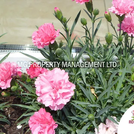 Tourist Complex Rose Village Апартхотел