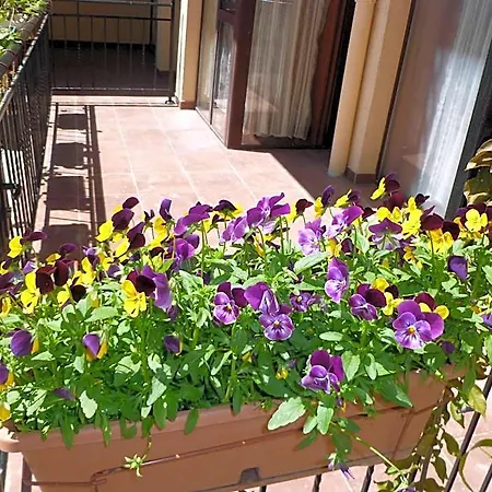 Tourist Complex Rose Village 3* Sunny Beach