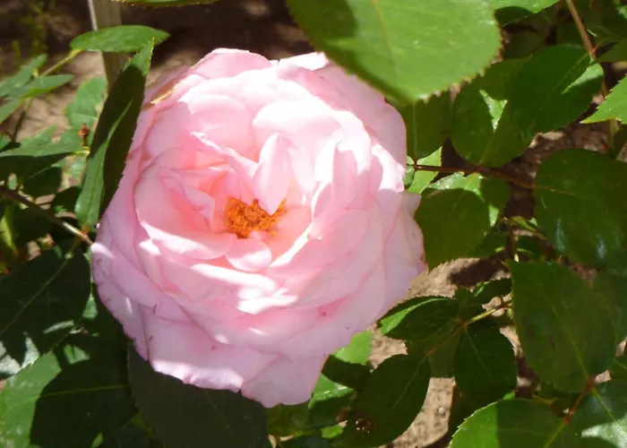 Tourist Complex Rose Village Apart Otel 2*