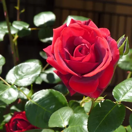 Ξενοδοχείο με διαμερίσματα Tourist Complex Rose Village